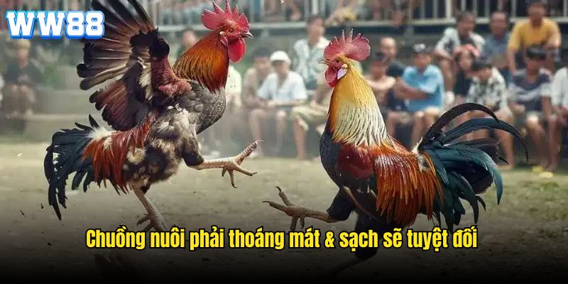 Chuồng nuôi phải thoáng mát & sạch sẽ tuyệt đối 