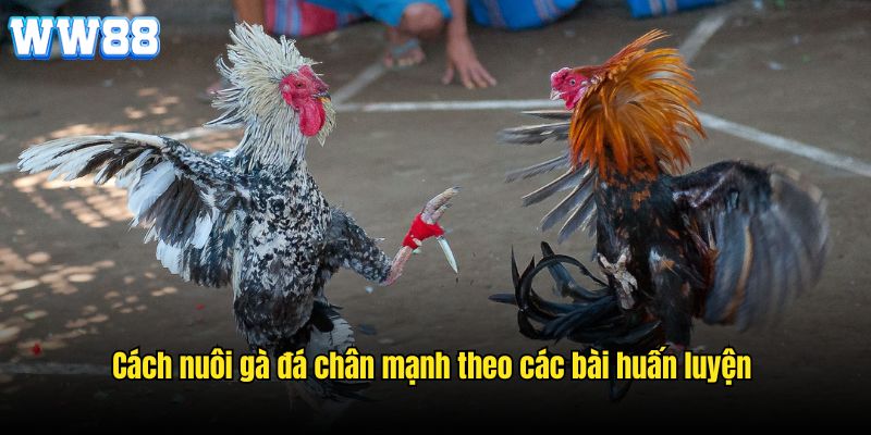 Cách nuôi gà đá chân mạnh theo các bài huấn luyện 