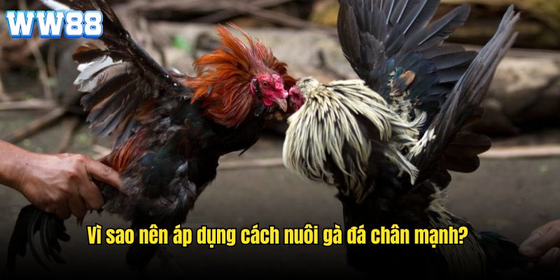 Vai trò của cách nuôi gà đá chân mạnh theo chuyên gia WW88 