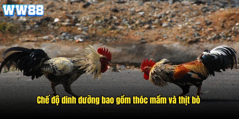 Chế độ dinh dưỡng bao gồm thóc mầm và thịt bò 