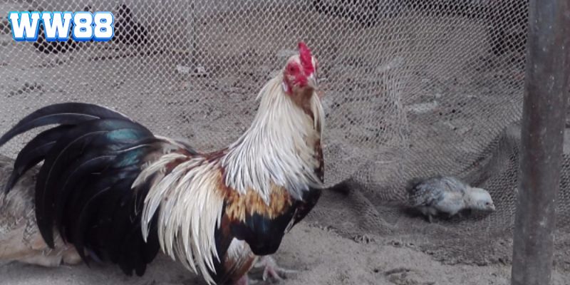Chọn giống gà đá cựa sắt có tố chất khỏe mạnh và chiến đấu tốt