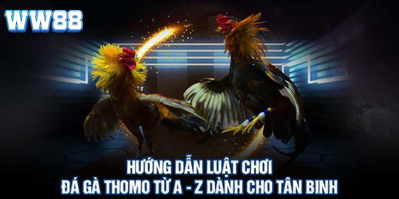 Hướng dẫn luật đá gà Thomo chi tiết nhất dành cho người chơi