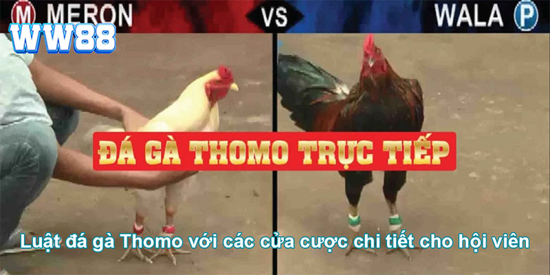 Chi tiết các cửa cược đá gà Thomo đang được áp dụng