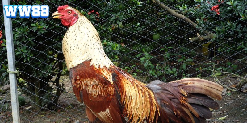 Bí quyết huấn luyện gà đá cựa sắt thành công mà bạn nên áp dụng