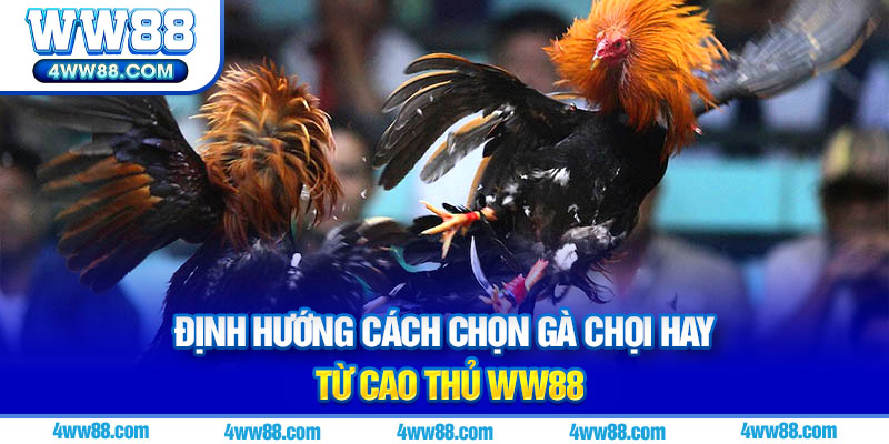 Cách Chọn Gà Chọi Hay Siêu Chuẩn Từ Cao Thủ WW88