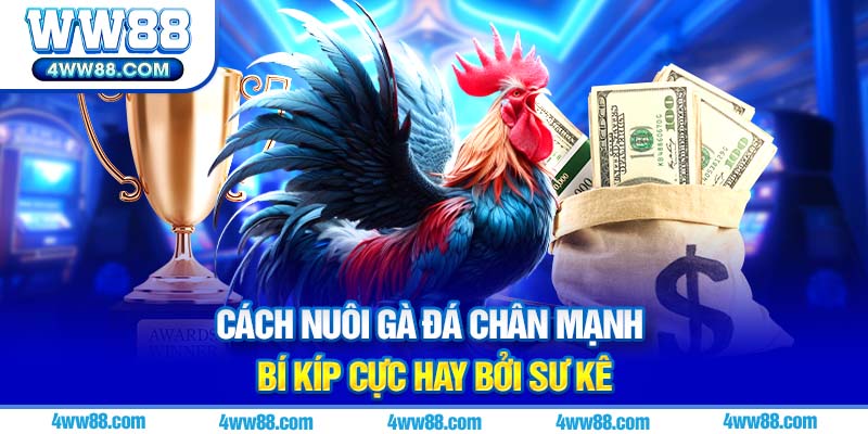 Cách nuôi gà đá chân mạnh ảnh avt
