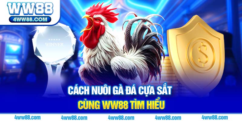 Cách Nuôi Gà Đá Cựa Sắt Tại WW88